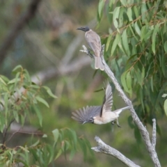 Philemon corniculatus (Noisy Friarbird) at Brunswick Heads, NSW - 14 Nov 2023 by macmad