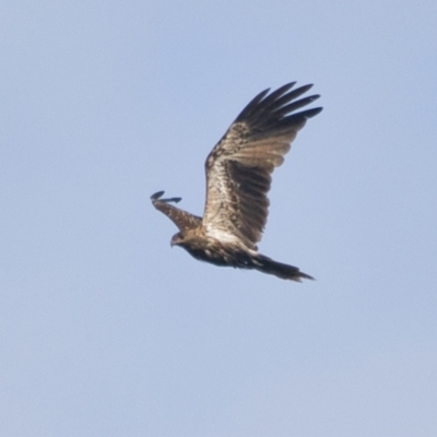 Haliastur sphenurus (Whistling Kite) at Brunswick Heads, NSW - 14 Nov 2023 by macmad