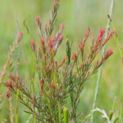 Boronia falcifolia (Wallum Boronia) at Brunswick Heads, NSW - 14 Nov 2023 by macmad