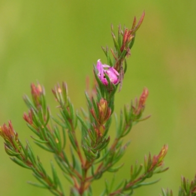 Boronia falcifolia (Wallum Boronia) at Brunswick Heads, NSW - 14 Nov 2023 by macmad