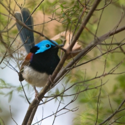 Malurus lamberti (Variegated Fairywren) at Brunswick Heads, NSW - 14 Nov 2023 by macmad