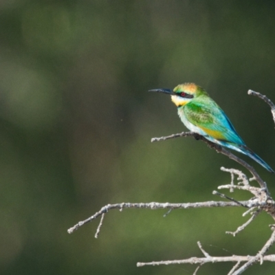 Merops ornatus (Rainbow Bee-eater) at Brunswick Heads, NSW - 16 Nov 2023 by macmad