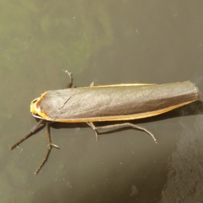 Palaeosia bicosta (Two-ribbed Footman) at Canberra Central, ACT - 23 Nov 2023 by Christine