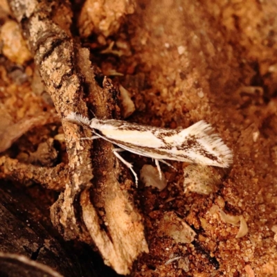 Thema macroscia (A concealer moth) at Canberra Central, ACT - 23 Nov 2023 by ConBoekel