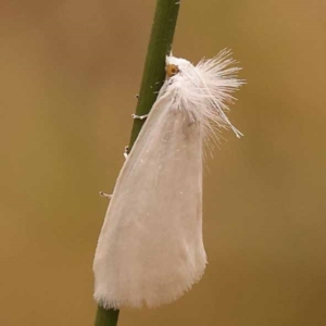 Tipanaea patulella at Black Mountain - 23 Nov 2023