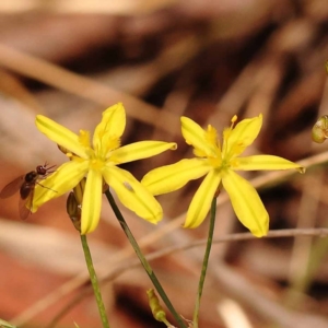 Tricoryne elatior at Caladenia Forest, O'Connor - 23 Nov 2023