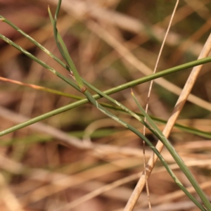 Tricoryne elatior at Caladenia Forest, O'Connor - 23 Nov 2023