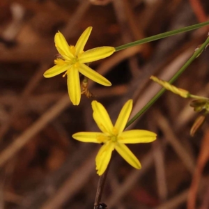 Tricoryne elatior at Canberra Central, ACT - 23 Nov 2023