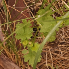 Modiola caroliniana (Red-flowered Mallow) at Canberra Central, ACT - 23 Nov 2023 by ConBoekel