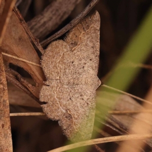 Taxeotis perlinearia at Black Mountain - 23 Nov 2023