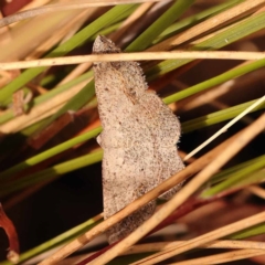 Taxeotis perlinearia (Spring Taxeotis) at Canberra Central, ACT - 23 Nov 2023 by ConBoekel