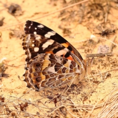 Vanessa kershawi (Australian Painted Lady) at Canberra Central, ACT - 23 Nov 2023 by ConBoekel