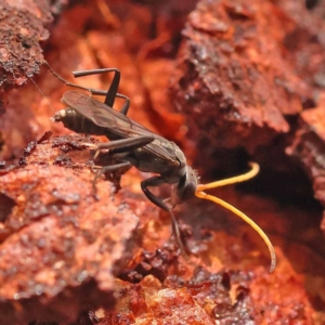 Fabriogenia sp. (genus) at Black Mountain - 23 Nov 2023 10:55 AM