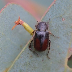 Heteronyx dimidiatus (Dimidiatus scarab beetle) at Higgins, ACT - 24 Nov 2023 by Trevor