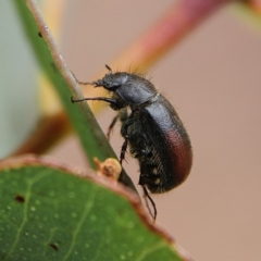 Heteronyx dimidiatus at Higgins Woodland - 25 Nov 2023 09:26 AM