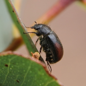 Heteronyx dimidiatus at Higgins Woodland - 25 Nov 2023 09:26 AM