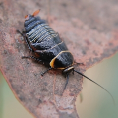 Ellipsidion australe (Austral Ellipsidion cockroach) at Higgins Woodland - 24 Nov 2023 by Trevor