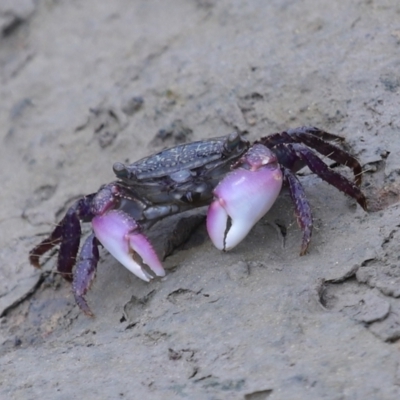 Unverified Crab at Cleveland, QLD - 25 Nov 2023 by TimL