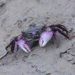 Unidentified Crab at Cleveland, QLD - 25 Nov 2023 by TimL