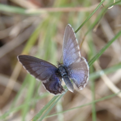 Zizina otis (Common Grass-Blue) at Higgins Woodland - 24 Nov 2023 by Trevor