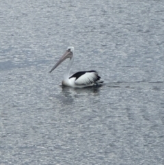 Pelecanus conspicillatus (Australian Pelican) at Shoalhaven Heads, NSW - 25 Nov 2023 by lbradleyKV