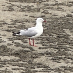 Chroicocephalus novaehollandiae (Silver Gull) at Shoalhaven Heads, NSW - 25 Nov 2023 by lbradley