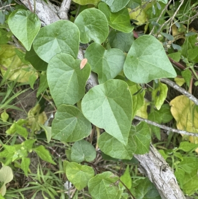 Stephania japonica (Stephania, Tape Vine, Snake Vine) at Shoalhaven Heads Bushcare - 25 Nov 2023 by lbradleyKV