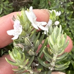 Westringia fruticosa (Native Rosemary) at Shoalhaven Heads, NSW - 25 Nov 2023 by lbradley