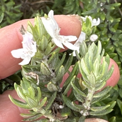 Westringia fruticosa (Native Rosemary) at Shoalhaven Heads, NSW - 25 Nov 2023 by lbradley