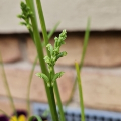 Microtis unifolia (Common Onion Orchid) at Chapman, ACT - 25 Nov 2023 by BethanyDunne