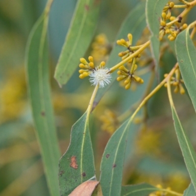 Eucalyptus sp. (A Gum Tree) at Brunswick Heads, NSW - 14 Nov 2023 by macmad