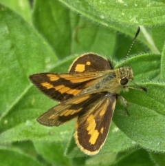 Ocybadistes walkeri at Evatt, ACT - 25 Nov 2023 10:28 AM