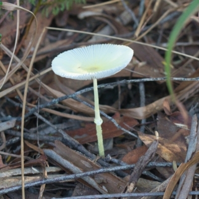 Unidentified Cap on a stem; gills below cap [mushrooms or mushroom-like] at Brunswick Heads, NSW - 14 Nov 2023 by macmad