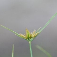 Cyperus sp. (A Sedge) at Brunswick Heads, NSW - 14 Nov 2023 by macmad