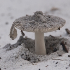 Unidentified Cap on a stem; gills below cap [mushrooms or mushroom-like] at Brunswick Heads, NSW - 14 Nov 2023 by macmad