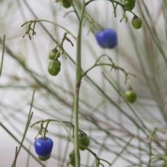 Dianella sp. (Flax Lily) at Brunswick Heads, NSW - 14 Nov 2023 by macmad