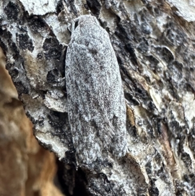 Agriophara undescribed species (A Flat-bodied moth (Depressidae) at Ainslie, ACT - 12 Nov 2023 by Pirom