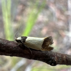 Merocroca automima at Rockton, NSW - 15 Nov 2023 11:09 AM