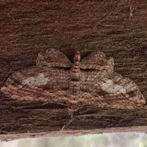 Chloroclystis filata at Rockton, NSW - 15 Nov 2023