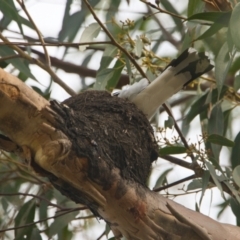 Grallina cyanoleuca (Magpie-lark) at Brunswick Heads, NSW - 14 Nov 2023 by macmad