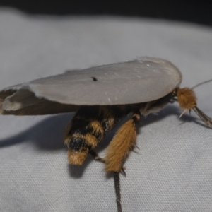 Maroga melanostigma at Higgins, ACT - 27 Dec 2022