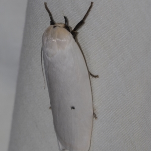 Maroga melanostigma at Higgins, ACT - 27 Dec 2022