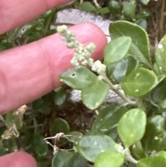 Rhagodia candolleana (Sea-berry Saltbush) at Shoalhaven Heads, NSW - 25 Nov 2023 by lbradley