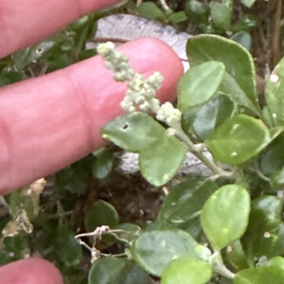 Rhagodia candolleana (Sea-berry Saltbush) at Shoalhaven Heads, NSW - 25 Nov 2023 by lbradley