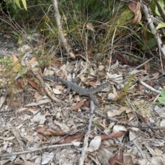 Varanus rosenbergi (Heath or Rosenberg's Monitor) at Morton National Park - 25 Nov 2023 by simonstratford