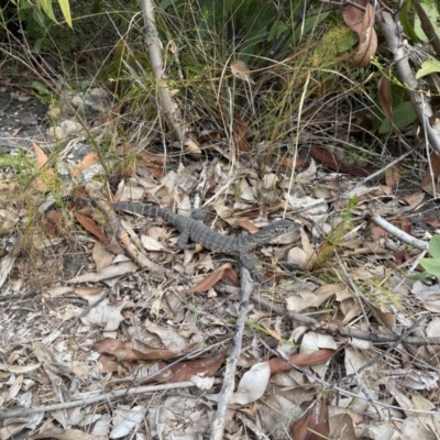 Varanus rosenbergi (Heath or Rosenberg's Monitor) at Morton National Park - 25 Nov 2023 by simonstratford