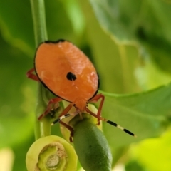 Musgraveia sulciventris (Bronze Orange Bug) at Holt, ACT - 25 Nov 2023 by trevorpreston