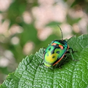 Scutiphora pedicellata at Holt, ACT - 25 Nov 2023