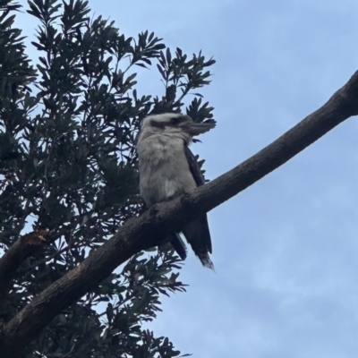 Dacelo novaeguineae (Laughing Kookaburra) at Shoalhaven Heads, NSW - 25 Nov 2023 by lbradley