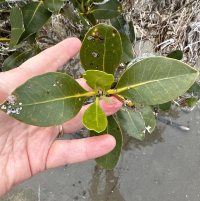 Avicennia marina subsp. australasica (Grey Mangrove) at Shoalhaven Heads, NSW - 25 Nov 2023 by lbradleyKV